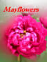 Mayflowers ～『明日』・優しい時間
