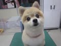 トリミング犬ご紹介　５0枚