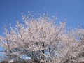 老人ホームの桜