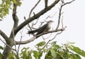 公園の野鳥