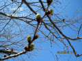 「公渕公園」、春一色に！