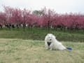 2013-03-24【桃まつり☆茨城県（古河総合公園）】