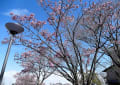 橫浜緋桜