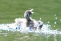 カイツブリ幼鳥のバトル