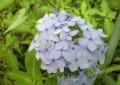 山県市三光寺の紫陽花