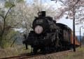 大井川鉄道　SL　と桜　・　家山駅付近　（静岡県）