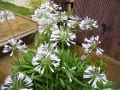 初夏の花と果樹の生育状況