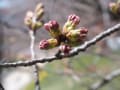 ２０１７年加茂川の桜、開花状況