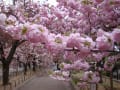 2011年4月18日　　大阪　造幣局桜の通り抜け