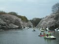 [51]桜・井の頭公園