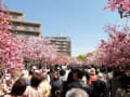 造幣局桜通り抜け（２０１１年）