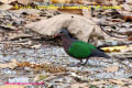 [3]Emerald Dove13mar2014-J1-04a-s.jpg