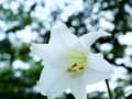 夏まっさかりの花と昆虫