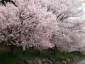 遅い春でした。　弘法山。松本城の夜桜。上田城跡の桜。