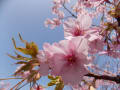 白野江植物園～河津桜と初春の花