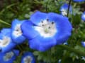 春の散歩道の草花