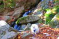 2013-11-23【紅葉狩り☆茨城県（花園神社～七ツ滝）】