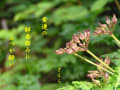 さくら・写真川柳集～薬草たち