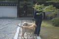 九州写景　　承天寺の犬たち