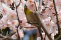 公園の花めぐり