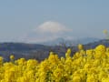 吾妻山の菜の花