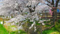 桜満開・平和町須ケ谷川沿い