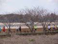 佐倉朝日マラソン2012で桜並木を走る