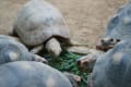 [56]京都動物園58.JPG