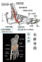 [2]13-20-4-長腓骨筋腱.jpg