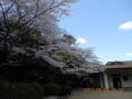 [27]2012-04-07豊橋公園 001.jpg