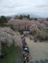 陸奥の桜