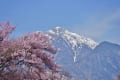 山高神代桜