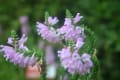 箱根湿性花園　９月