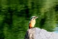 石狩の自然と野鳥たち