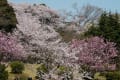 三ッ池公園の桜