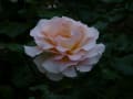 須磨の春薔薇2020