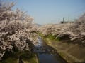 2018　今年の佐保川・桜