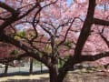 桜満開・・・市ノ坪公園。青葉が目立つ南町公園の桜。
