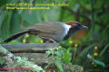 [34]White-necked Laughingthrush18Dec2013-03a-s.jpg