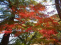 野岳湖周りの紅葉