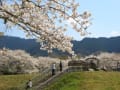 明日香石舞台の桜(2007年04月01日～2007年04月07日)