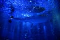 [66]能登島水族館　ジンベイザメ　青の世界