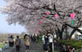 鶴見川の桜