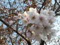 蒔田公園の桜(2017/4月)