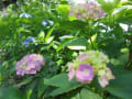 遊歩道・・・紫陽花が、綺麗です～石倉町の緑公園