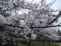 京都　桜だより　梅小路公園④