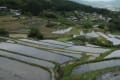 茶臼山高原　芝桜の丘と恵那市・坂折棚田の田植え