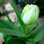 [7]tulip07.JPG