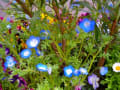 お店の周りの小さなお花畑；はなづくし春満開