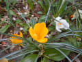 花見（善福寺川緑地公園）